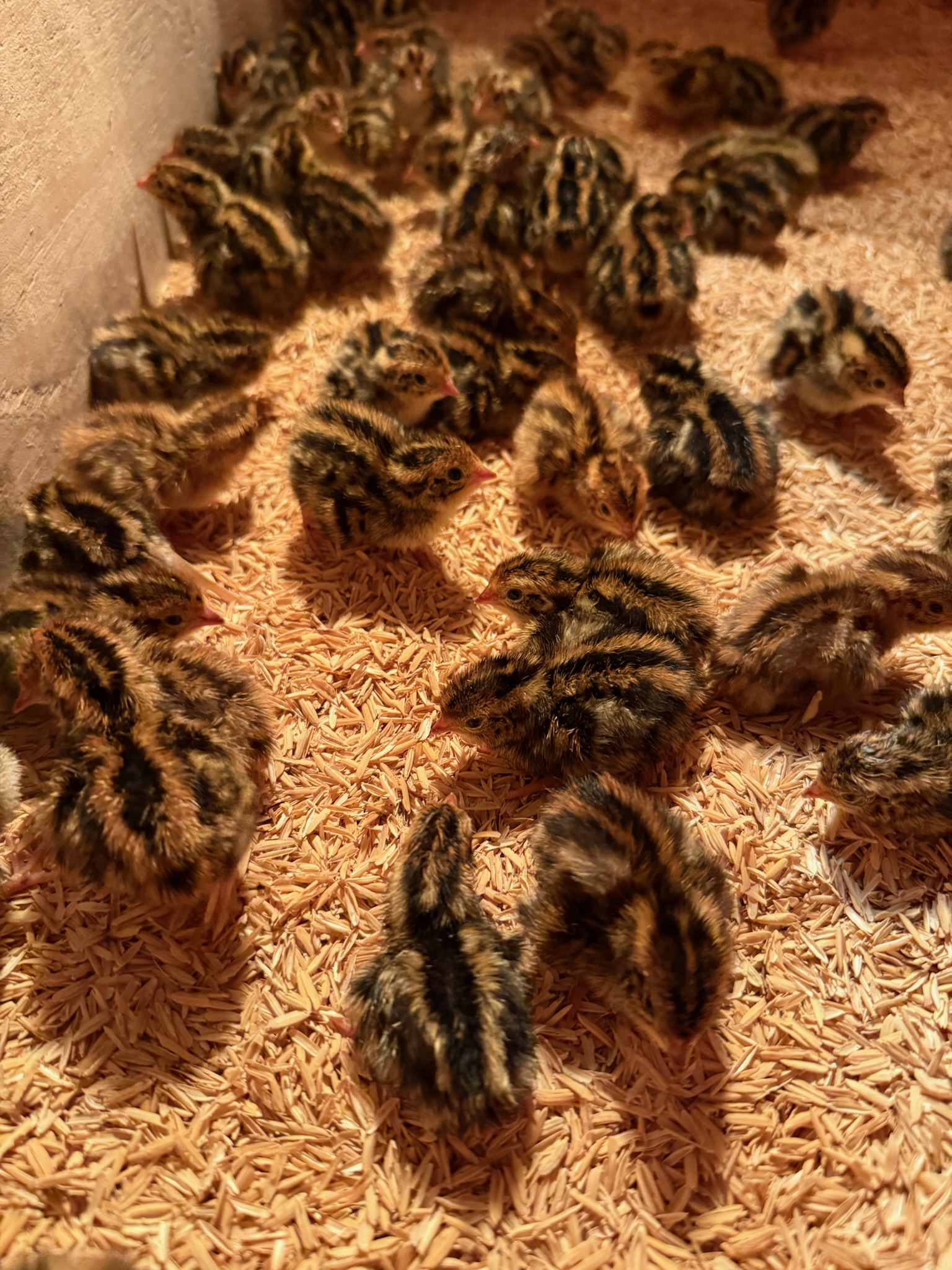 Baby Quails — MTK Farm